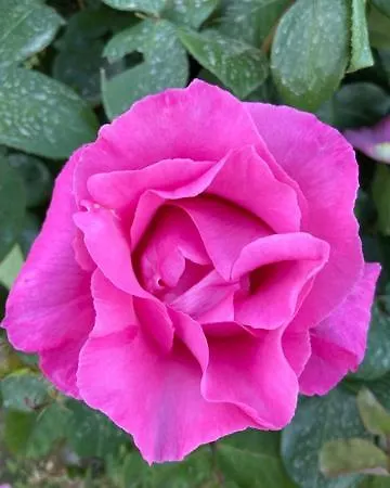 Apartamento Casa Palombella Cibottola